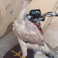 جوجه مرغ و خروس لاری