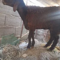 بره. سالم. سرحال. مفت