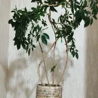 گل شفلرا