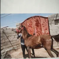 کره یکسر عرب