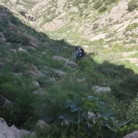 فروش سبزه درجه یک