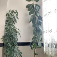 گل طبیعی فیکوس
