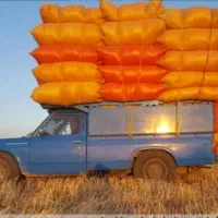 کاه گندم دیم