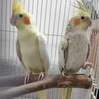پرنده عروس هلندی کینگ سایز درش