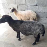 فروش ۲ راس گوسفند ماده