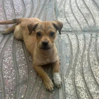 سگ پا کوتاه