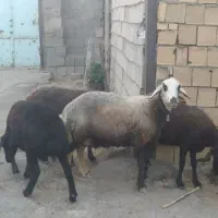 شیشک 3 شیره