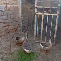 سه عدد قوقاز افریقایی