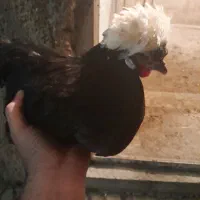 مرغ کاکلی لهستانی