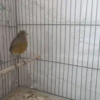 قناری ماده کاکلی سبز