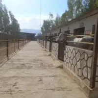 دهنو پل فسا ۲۲۰۰ + برق۳فاز + تهاتر + سوله + اسب