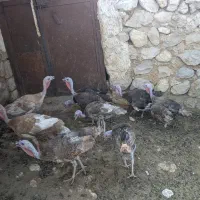 بوقلمون