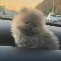 سگ پامر|سگ|فردیس, شهرک سپاه|دیوار