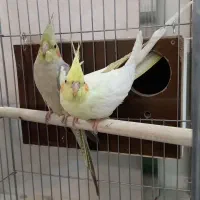 جفت هلندی سرحال