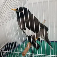 مرغ میناسخنگو