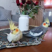 عروس هلندی جفت مولد .سالم سرحال.خوش آواز