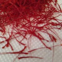 زعفران تازه چیده شده