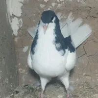 کبوتر  کفتر شصتی  ماده ..