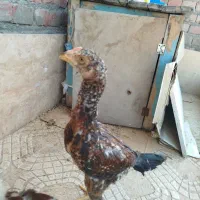 جوجه لاری توضیحات رو بخون