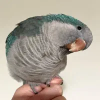 طوطی راهب