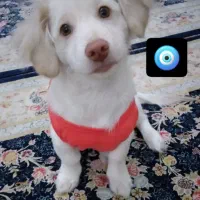سگ اشپیتز پامر