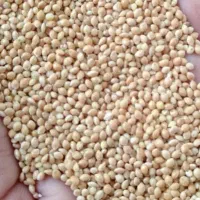 ارزن محلی تمیز