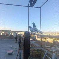سلام دوعددکبوترپاکستانی بە شرط