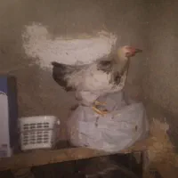خروس و اردک