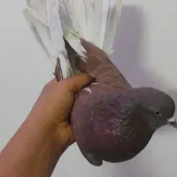 کفتر به شرط پرش