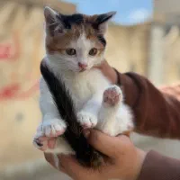 واگذاری رایگان بچه گربه دو ماهه دختر