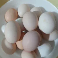 فروش تخمه مرغ  محلی