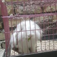 خرگوش