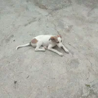 واگذاری سگ ماده