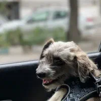 واگذاری سگ پا کوتا