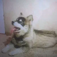 یک هاسکی نر خوشگل محاوضه دارم