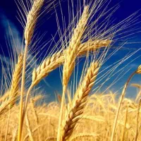 ریدار مستقیم گندم، عدس، نخود و تخم کدو هستیم