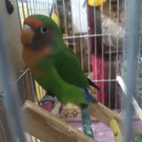 جفت طوطی برزیلی برای معاوضه