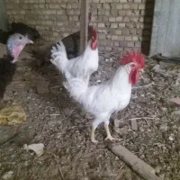 خروس
