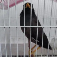 مرغ مینا نر