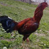 خروس لاری
