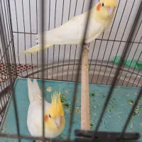 عروس هلندی نروماده