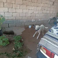 سلام سگ سرابی مخصوص نگهبانی هرکسی خواست درخدمتم