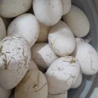 تخم قوغاز