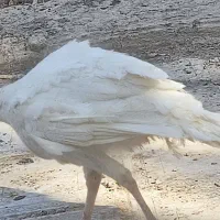 بوغلمون