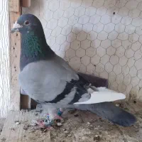نرسالم سبز