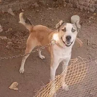 سگ نر|سگ|آبیک, |دیوار