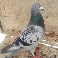 کبوتر جفت