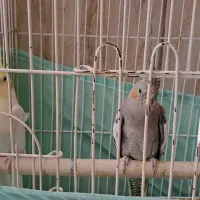 جفت عروس هلندی مولد