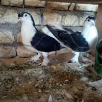 کبوترلاهوری
