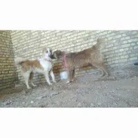 یک‌‌ جفت‌ توله‌‌ قهدریجانی